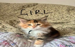 Maine Coon cats for sale: Full Maine Coon Kittens - Image 11