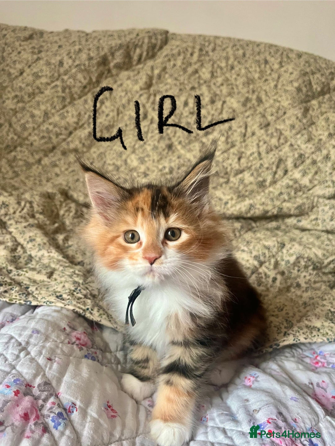 Maine Coon cats for sale: Full Maine Coon Kittens - Image 11