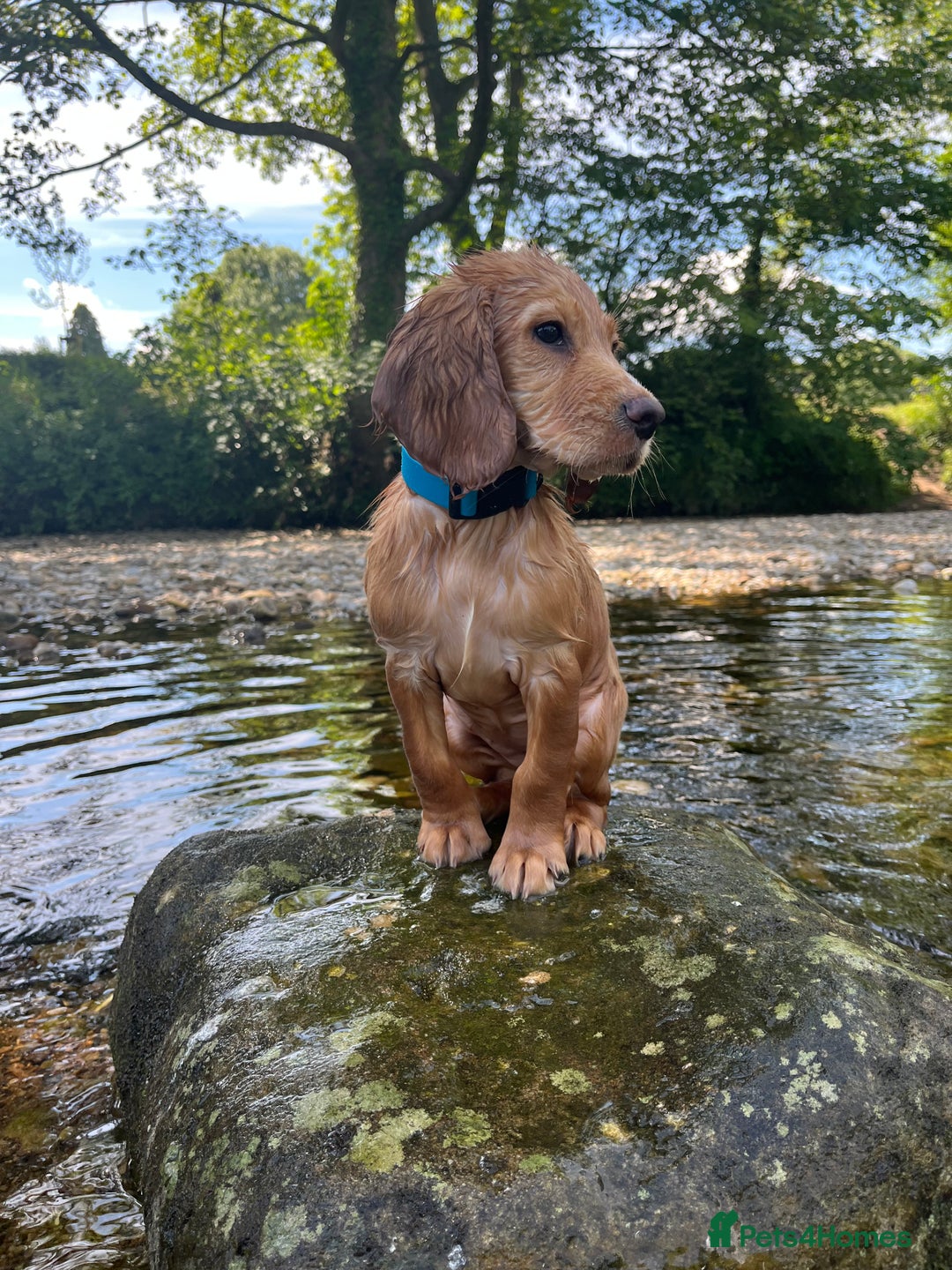 Cocker Spaniel dogs for sale: Ruby the cocker “trained and fully health checked” - Image 16