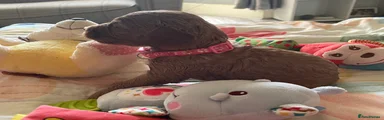 Cockapoo 6