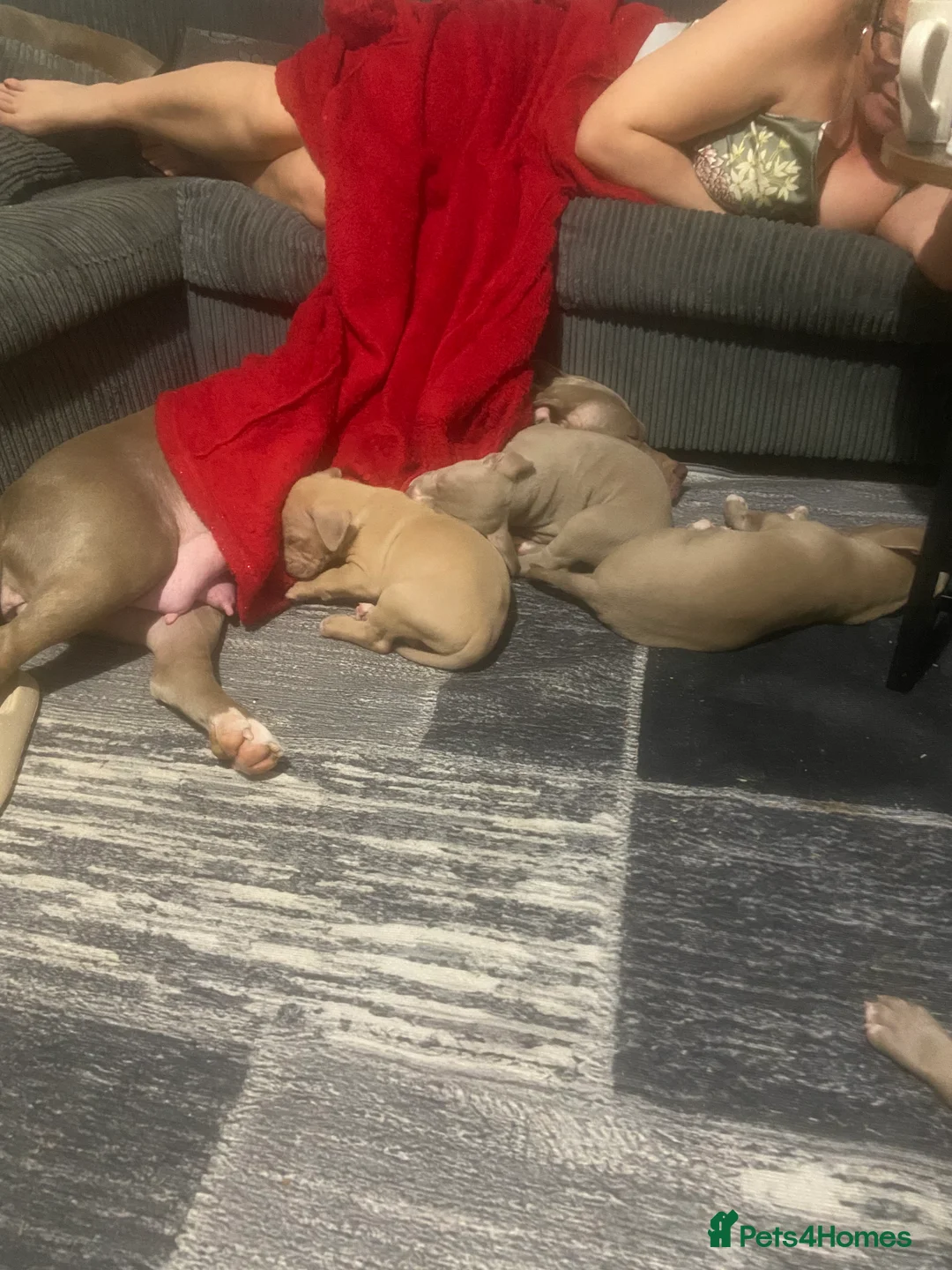 Staffordshire Bull Terrier dogs for sale: Blue merla - Advert 6