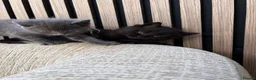 Mixed Breed cats for sale: Our 1/2 Maine coon has had kittens!  - Advert 6