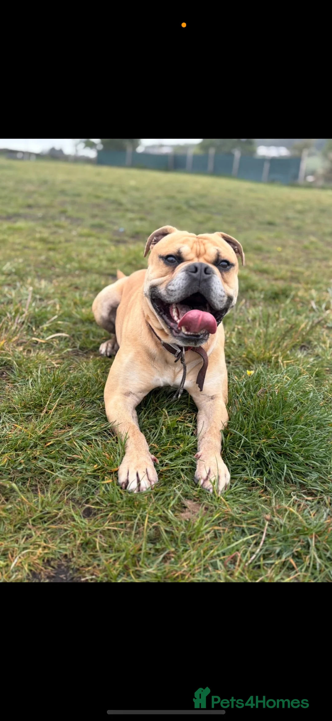 Mixed Breed dogs for sale: Male Dog Seeking Loving, Pet-Free Home - Advert 7