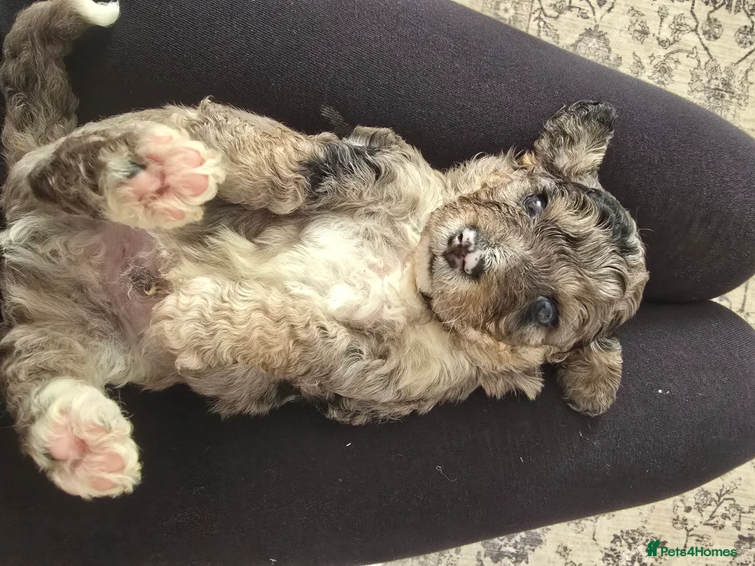 Cavapoochon dogs for sale: Cavapoochon puppies  - Advert 2