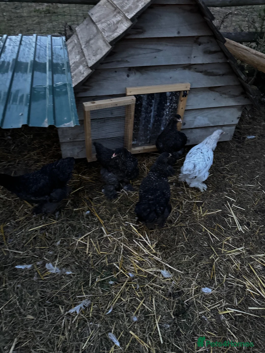 Chickens poultry for sale: 4 black Brahma hens - Advert 6
