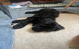 Sproodle dogs for sale: REDUCED 2 x Beautiful F2 Sproodle Girls VACCINATED - Image 39