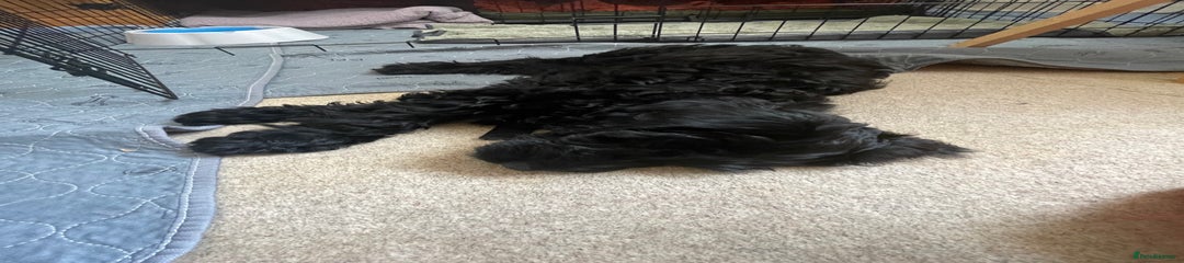 F2 Sproodle Black Puppy 2