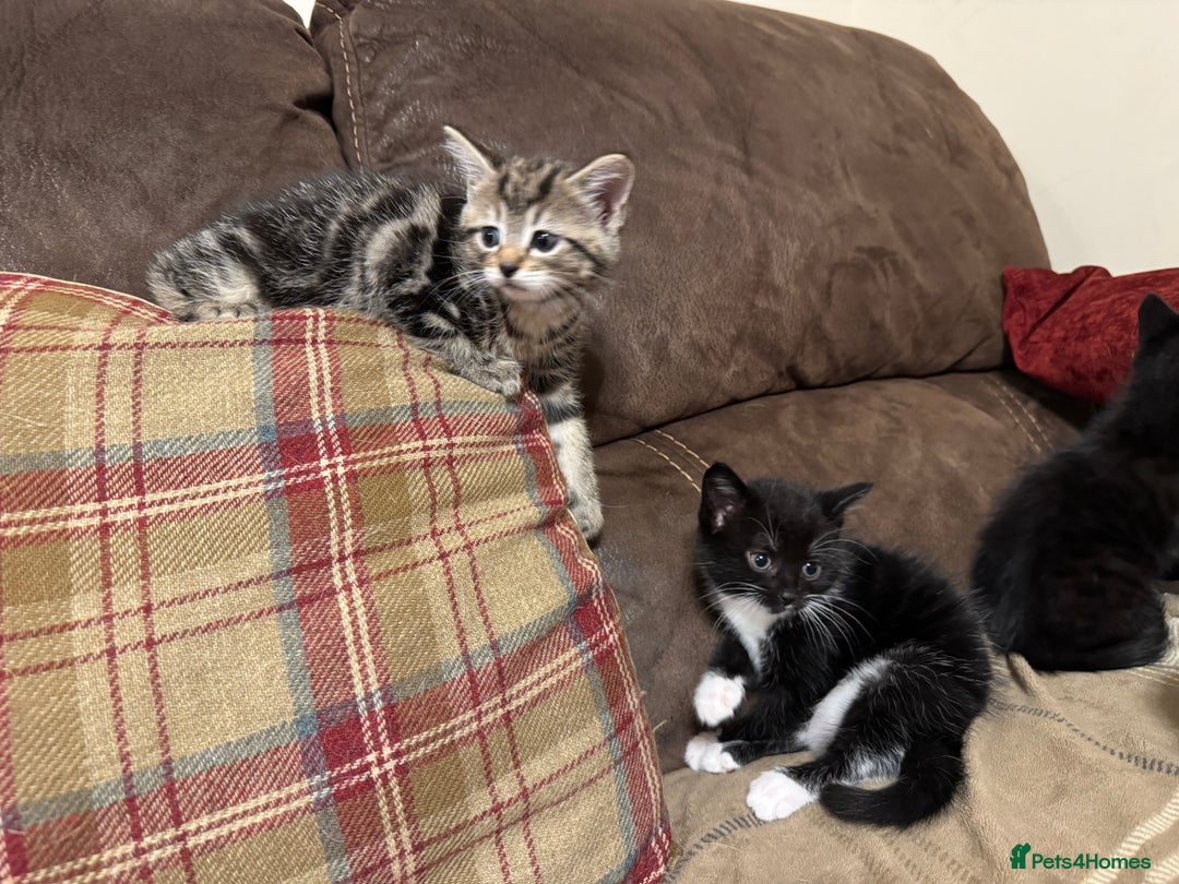 Mixed Breed cats for sale: Kittens for sale - ONLY 2 BLACK MALES REMAINING - Image 4