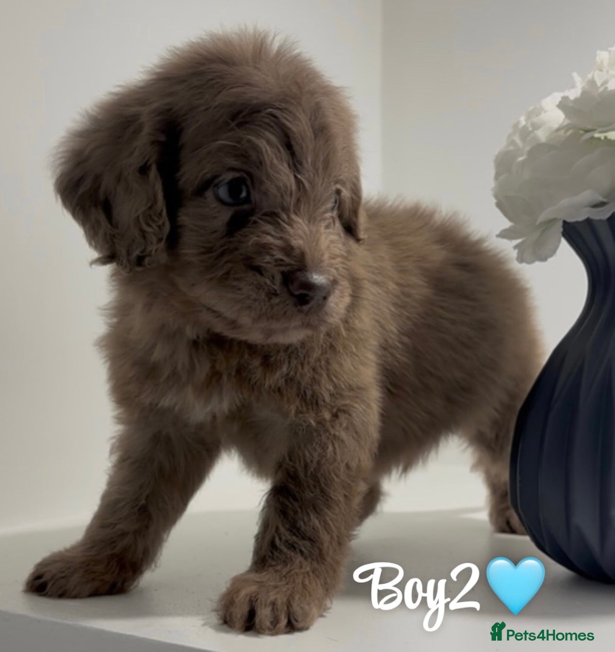 Cockapoo dogs Cockapoo puppies  - Advert 7