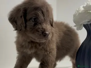 Cockapoo dogs Cockapoo puppies - Advert 7