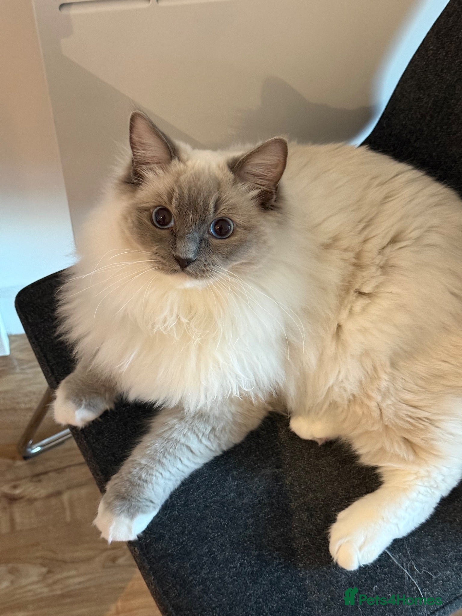 Ragdoll cats Beautiful purebred Ragdoll for stud  - Advert 4