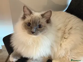 Ragdoll cats Beautiful purebred Ragdoll for stud - Advert 4