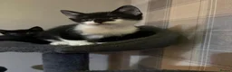 Mixed Breed cats for sale: 3 lovely little female kittens for sale 🐈‍⬛ - Advert 3