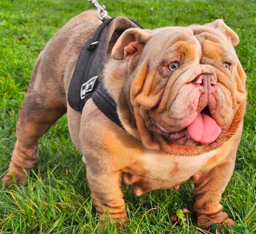 English Bulldog dogs Pedigree English Bulldog  - Advert 1