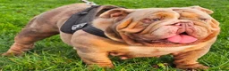 English Bulldog dogs for sale: Pedigree English Bulldog  - Advert 1