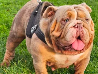 English Bulldog dogs Pedigree English Bulldog - Advert 1