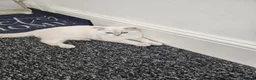 Scottish Fold cats for sale: Scottish fold kitten 4months old beautiful boy in London - Advert 5