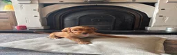Irish Doodle dogs for sale: Irish Doodle Pups for sale  - Advert 17