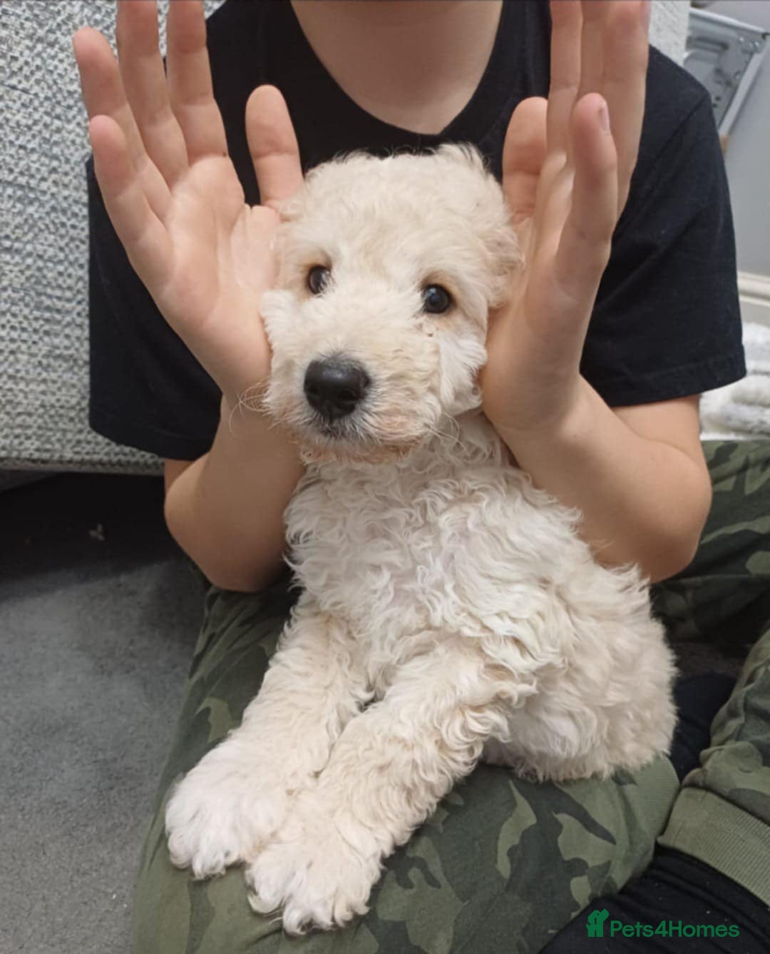 Cockapoo dogs for sale: Beautiful Little Cockapoo Boy  - Image 4