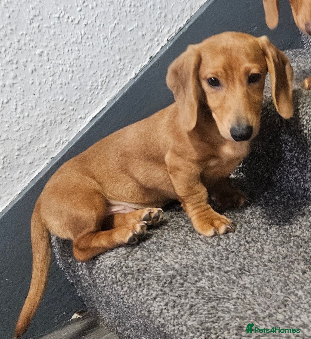 Miniature Dachshund dogs for sale: Miniture dachshund puppys  in Turriff - Image 3