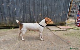 Jack Russell dogs for sale: True to type jackrussell pups  - Image 7