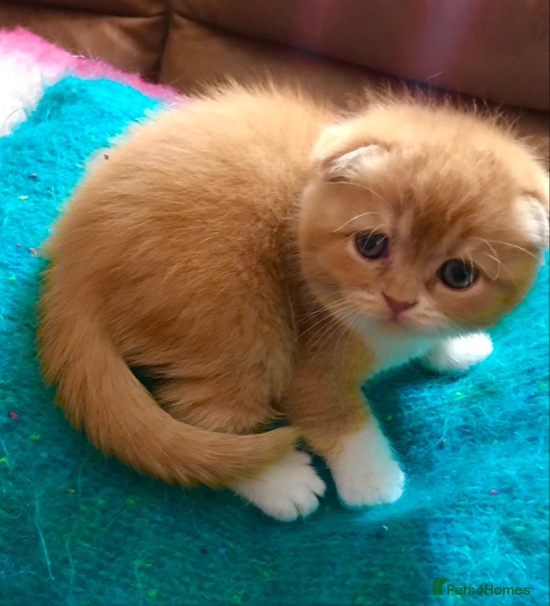 Scottish Fold cats for sale: Three Scottish Fold Kittens for sale - Advert 7