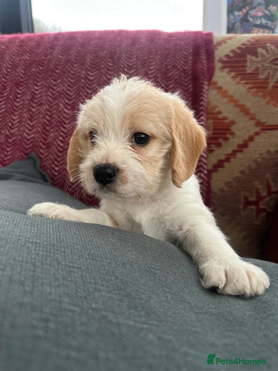 Mixed Breed dogs for sale: 🐾 Absolutely adorable Beagle x Cavapoo 🐾  - Advert 21