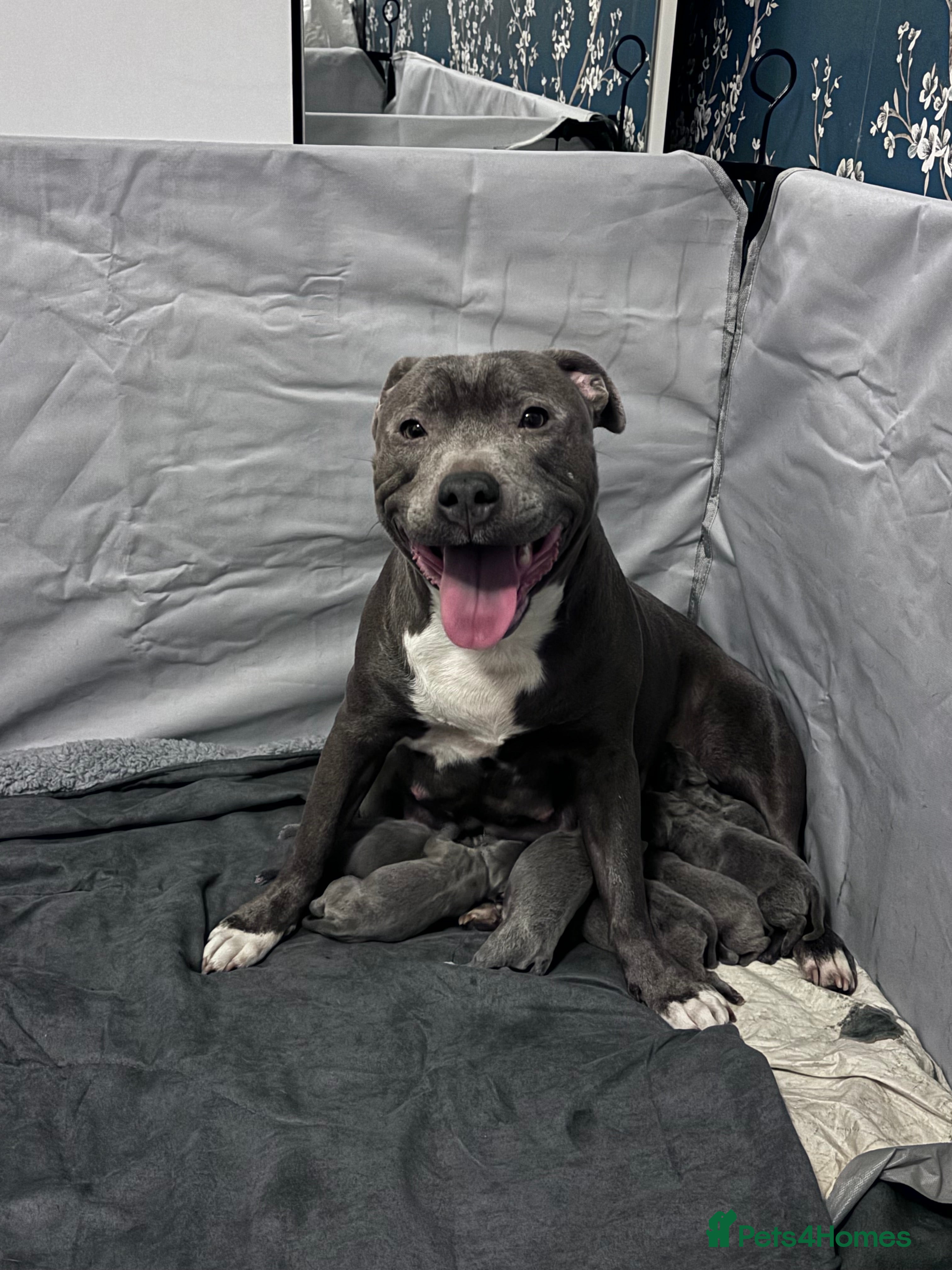 Staffordshire Bull Terrier dogs Beautiful blue Staffy pups  - Advert 4