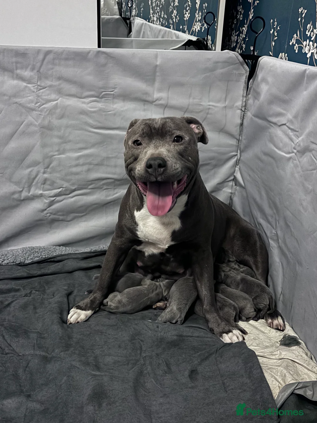 Staffordshire Bull Terrier dogs for sale: Beautiful blue Staffy pups  - Advert 1