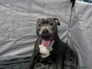 Staffordshire Bull Terrier dogs Beautiful blue Staffy pups - Advert 9