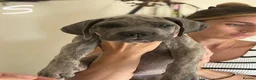 Cane Corso dogs for sale: Cane corso puppies - Advert 20