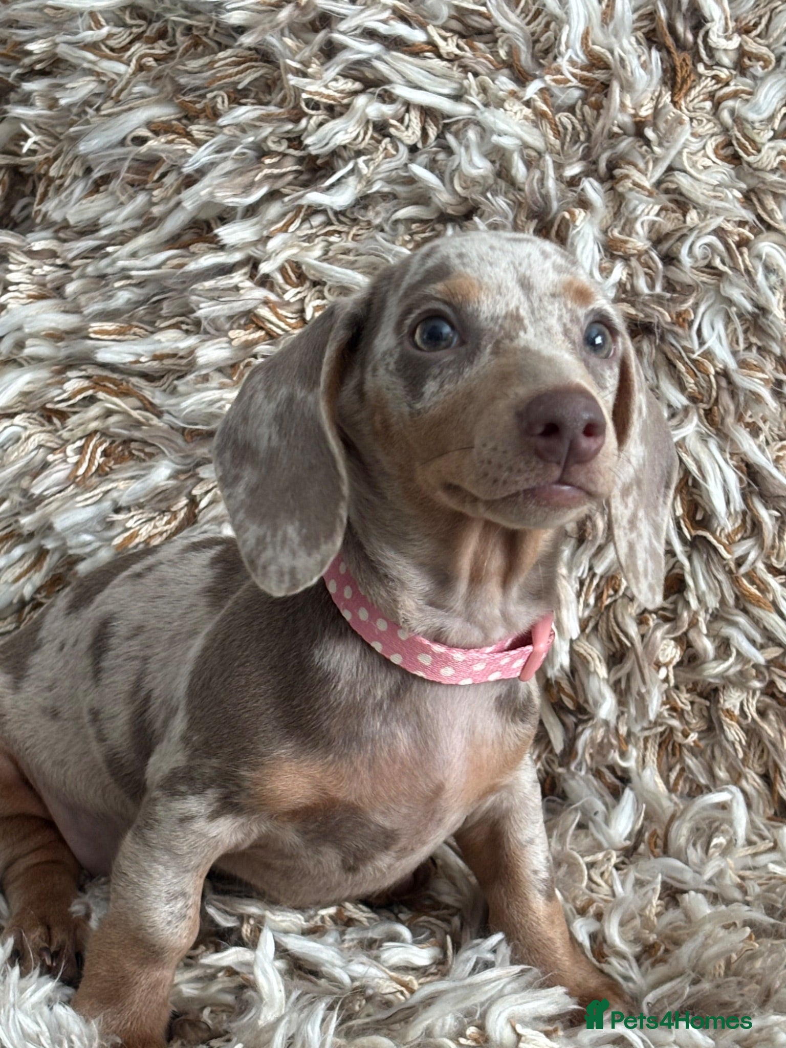 Miniature Dachshund dogs ✨1 LEFT miniature dachshund puppy READY TO LEAVE✨ - Advert 2