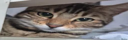 Mixed Breed cats for sale: Bengal & Blue Russian Girl 1Year Old - Advert 7
