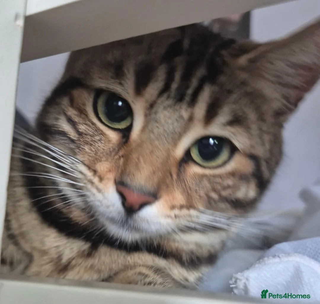 Mixed Breed cats for sale: Bengal & Blue Russian Girl 1Year Old - Advert 7