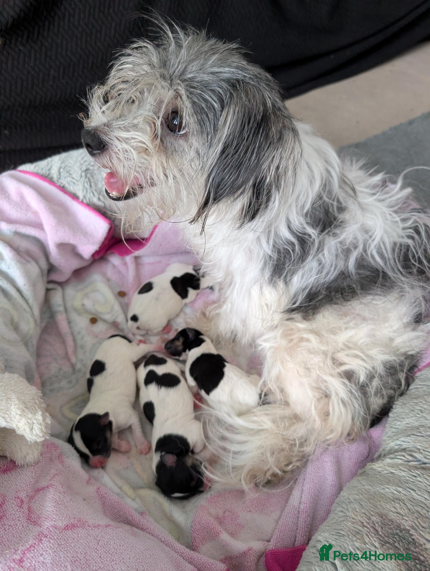 Mixed Breed dogs Jack Russel Puppies - Advert 1
