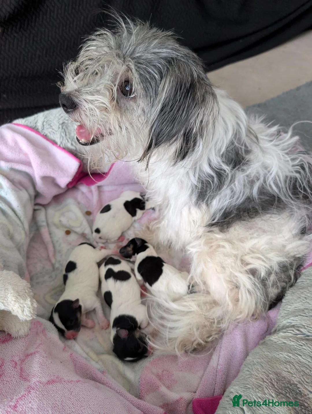 Mixed Breed dogs for sale: Jack Russel Puppies - Advert 1