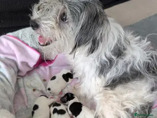 Mixed Breed dogs Jack Russel Puppies - Advert 1