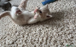 British Longhair cats for sale: 3 beautiful blue eyed British longhair - Image 4