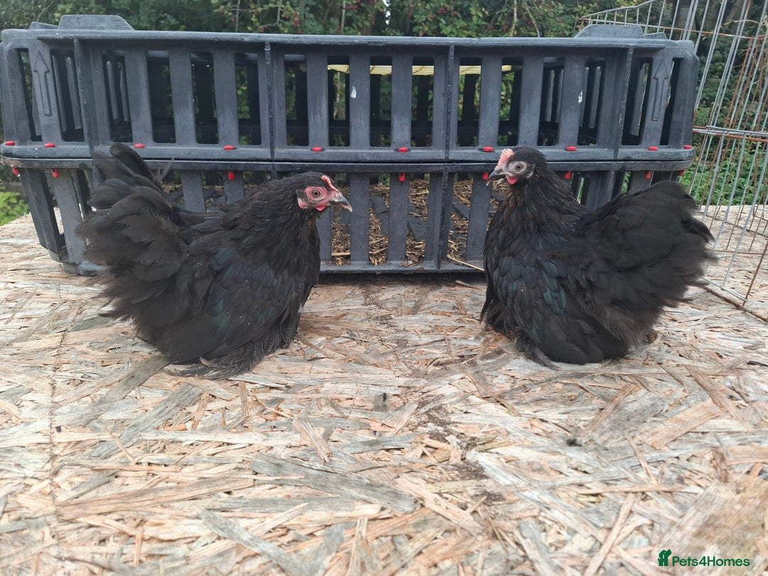 Chickens poultry for sale: Pekin bantom pullets and males  - Advert 4