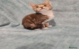 Mixed Breed cats for sale:  GREY BOY VIDEOS - Image 7