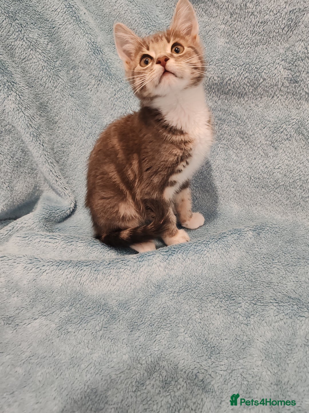 Mixed Breed cats for sale:  GREY BOY VIDEOS - Image 7
