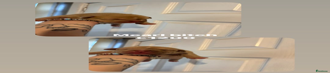 Staffordshire Bull Terrier Puppy 4