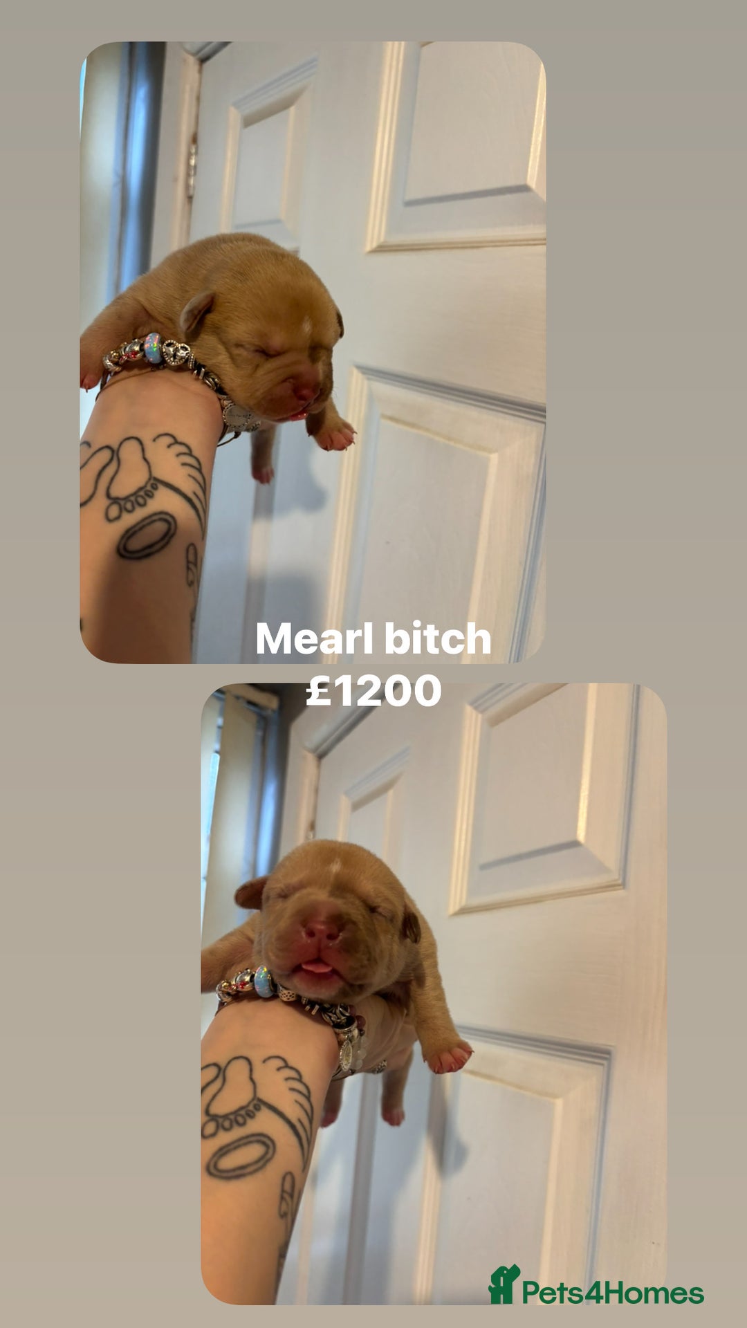 Staffordshire Bull Terrier dogs for sale: Staffy x puppy’s for sale  - Advert 4