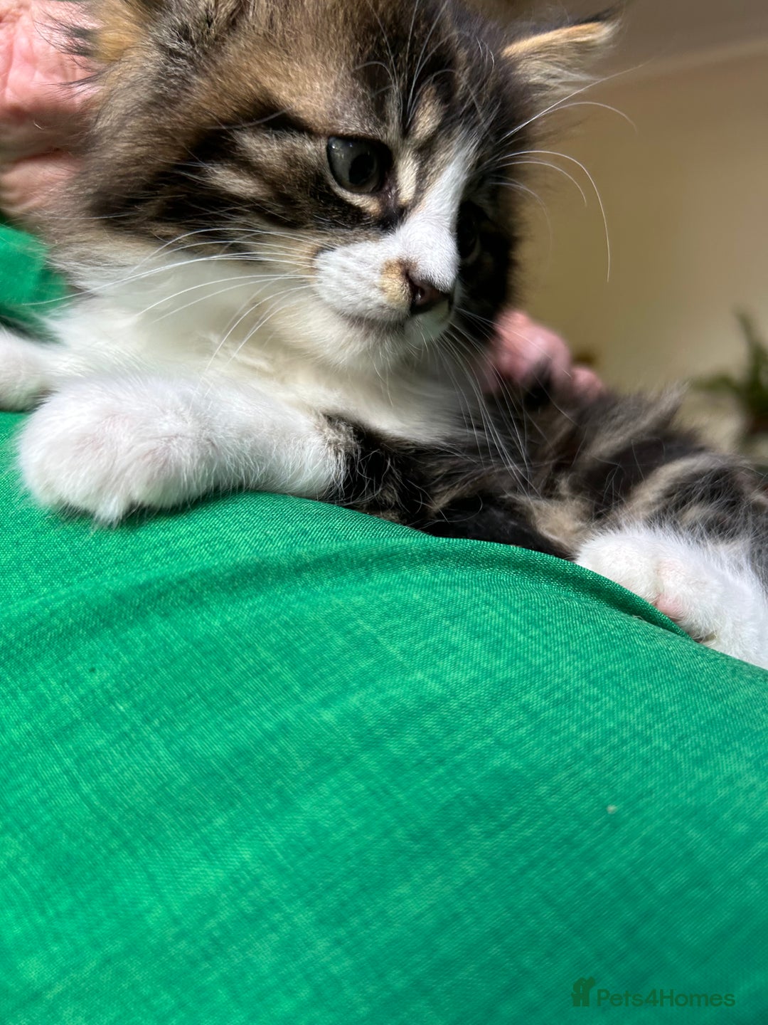 Mixed Breed cats for sale: Mancoon/calico tabby cross  - Image 6