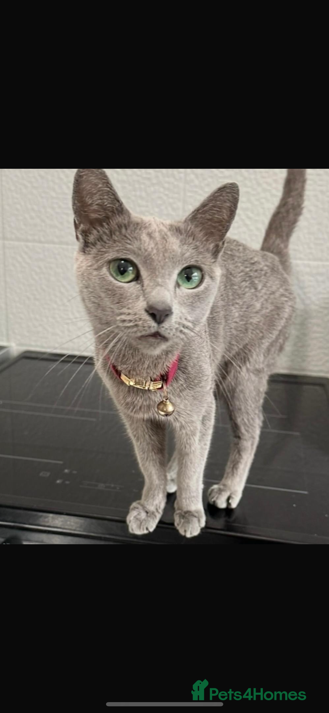 Russian Blue cats for sale: Beautiful Russian blue girl for sale  - Advert 2