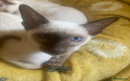 Siamese cats for sale: Siamese kitten - Image 1
