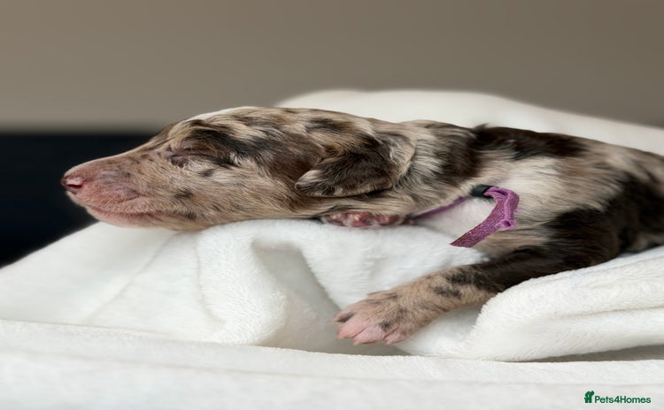Mixed Breed dogs - Advert 1