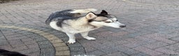 Siberian Husky dogs for sale: Puppies Siberian Huskies  - Advert 2