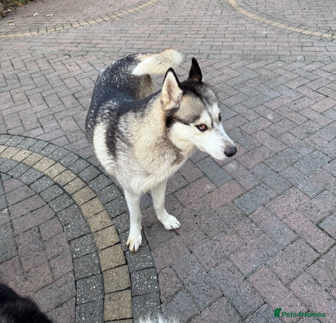 Siberian Husky dogs for sale: Puppies Siberian Huskies  - Advert 2