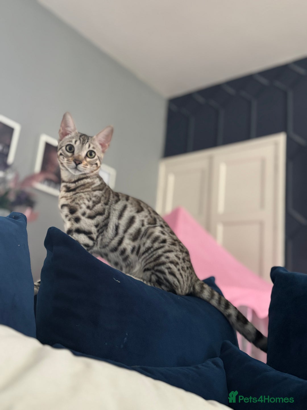 Bengal cats for sale: Bengal and half breed Bengal kittens  - Image 13
